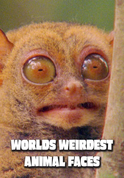 S01:E01 - Ugly Be Design