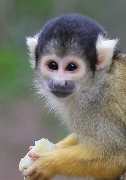 S01:E04 - Monkeys poster