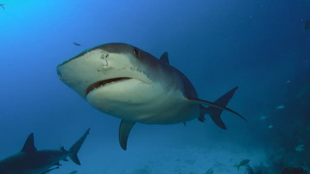 T01:C01 - S01:E01 - Supervivencia del más apto