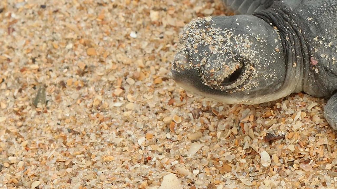Watch Naturaleza oculta en Guinea Bissau