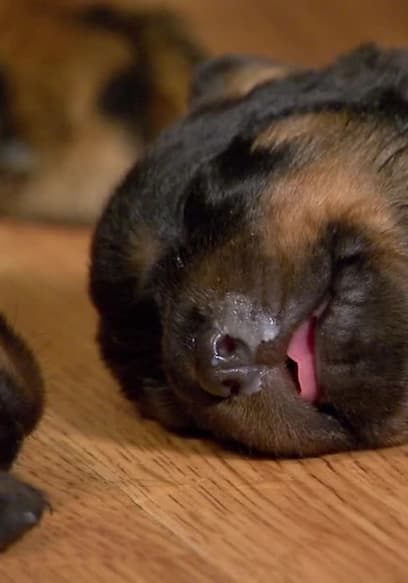 S01:E03 - Puppies and Ducklings poster