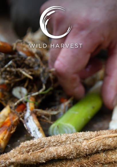 Wild Harvest