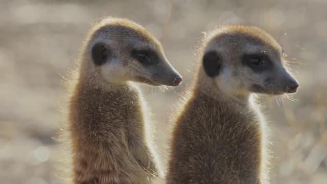 S01:E04 - Conociendo a las suricatas