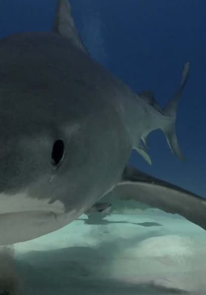 S01:E10 - Bull Sharks in Cancun, Mexico poster