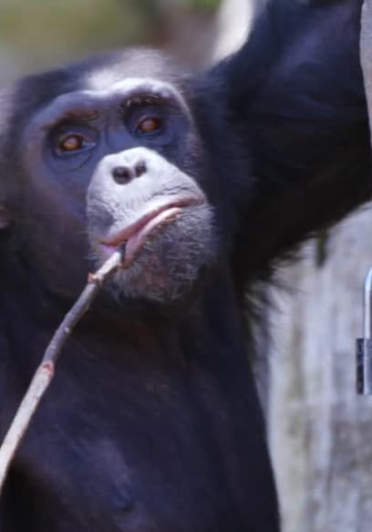S01:E07 - 3 Chimps poster