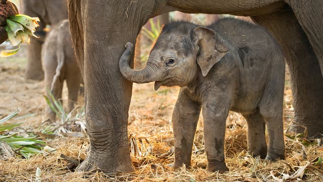 S03:E09 - Baby Animals From Europe