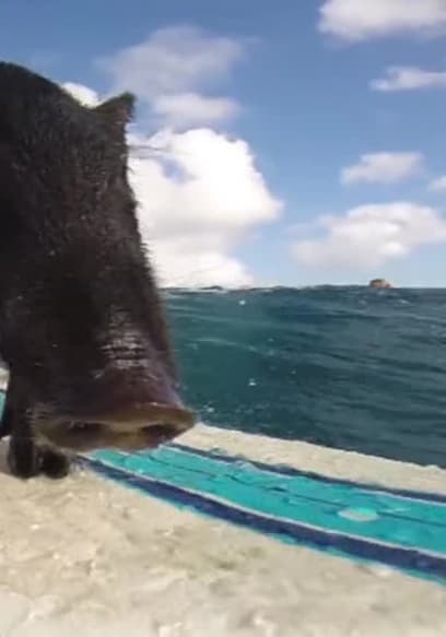 S01:E101 - The Surfing Pig poster