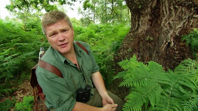 S02:E06 - Ancient Forest: New Forest, Hampshire