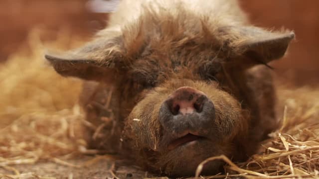 S02:E11 - Episode 11