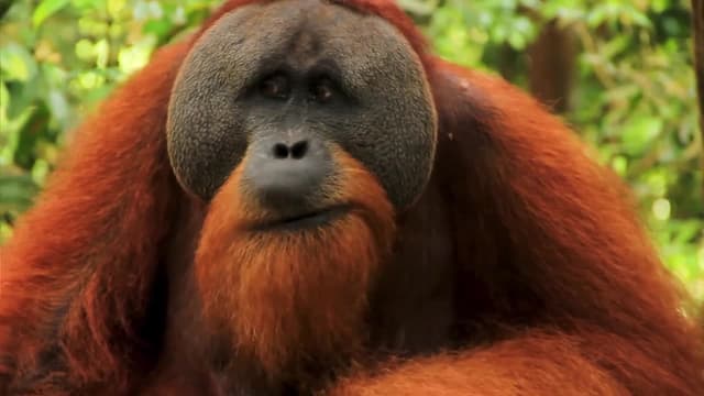 S01:E03 - Terrifying Sasquatch Recon