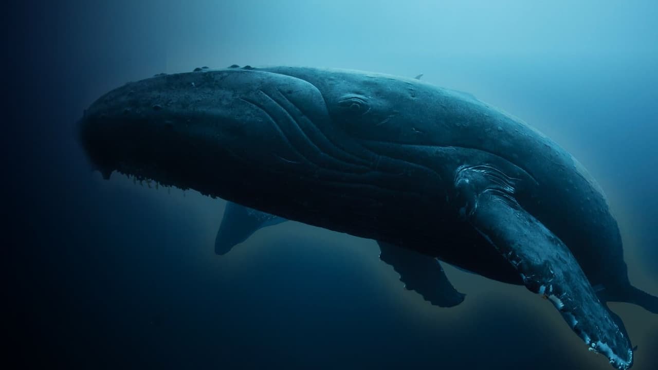 Watch Whale Wisdom
