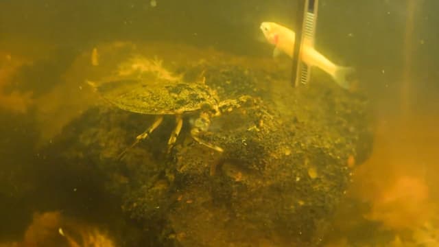 S01:E14 - Rarest and Most Painful Pets Ever: 2-Headed Snake and Toe-Biter Compilation