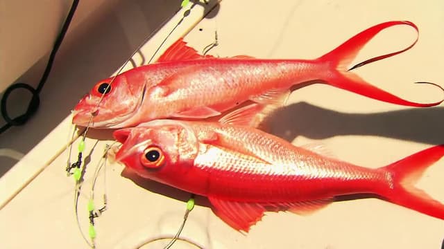 S04:E05 - New Caledonia