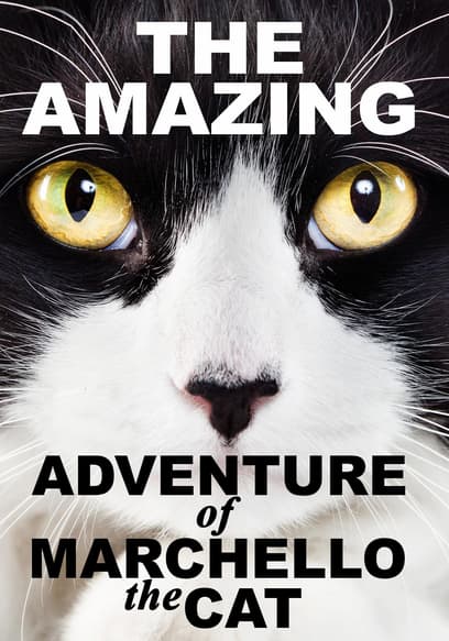 The Amazing Adventure of Marchello the Cat