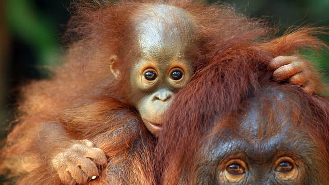 S04:E05 - Extreme Heat Babies