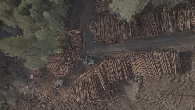 S01:E05 - Forestry