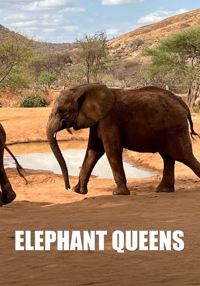 Elephant Queens poster