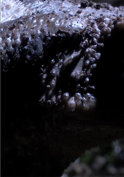 S01:E03 - Where Water Is Born poster