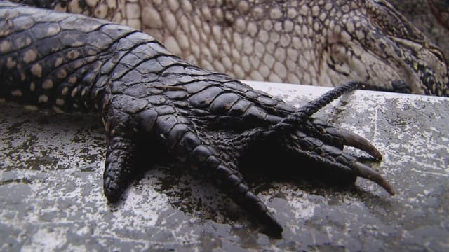 S03:E18 - Cold-Blooded