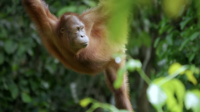 S01:E02 - Selvas Ancestrales: Selvas Del Sur Este Asiático-Borneo