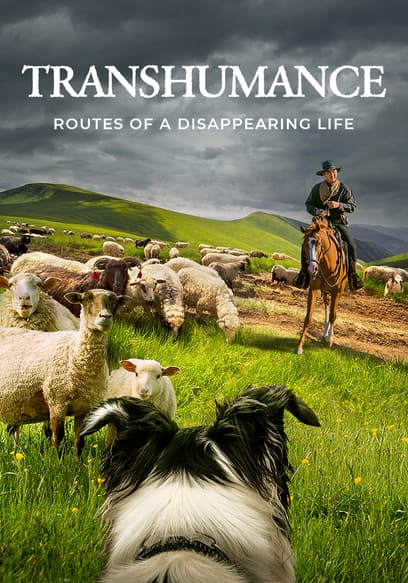 Transhumance: Routes to a Disappearing Life