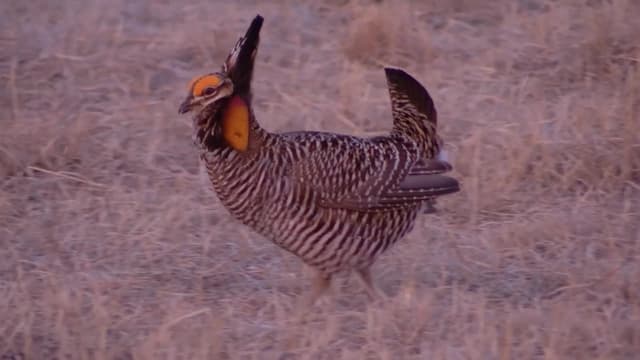 S01:E09 - South Dakota Trapping Tradition