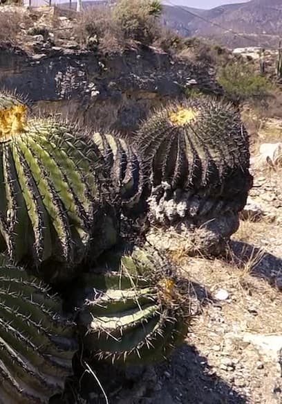 Affiche de S01:E09 - Land of Cacti