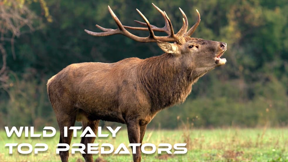 Watch Wild Italy: Top Predators Streaming Online | Tubi Free TV