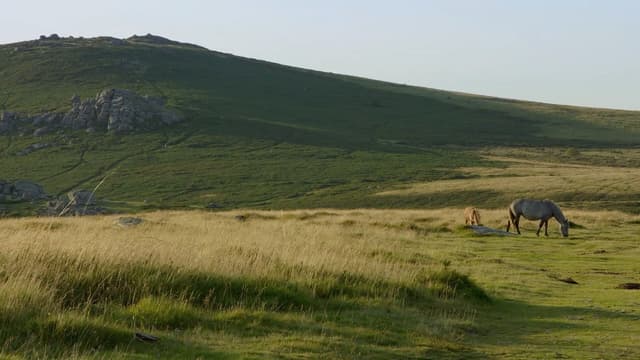 S01:E10 - Martins & Swallows