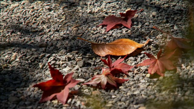 S05:E02 - Finding Kishida