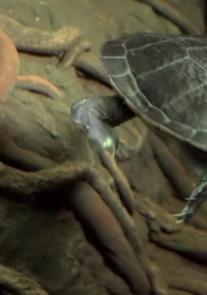 S04:E02 - The Great Turtle Comeback poster