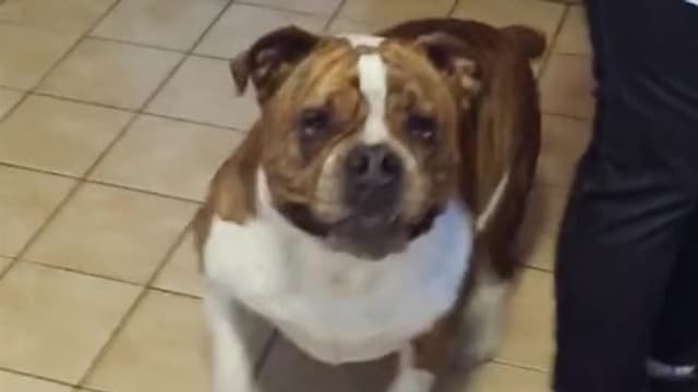 S01:E01 - Top 10 Times the Dog Was a 'Fraidy Cat