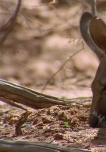 S01:E06 - WILD AUSTRALIA poster