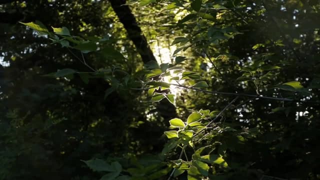 S04:E06 - Woodland Harp