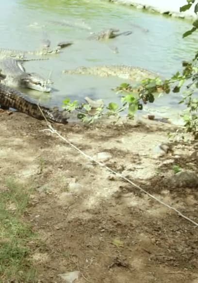 S01:E10 - Africa's Most Dangerous poster