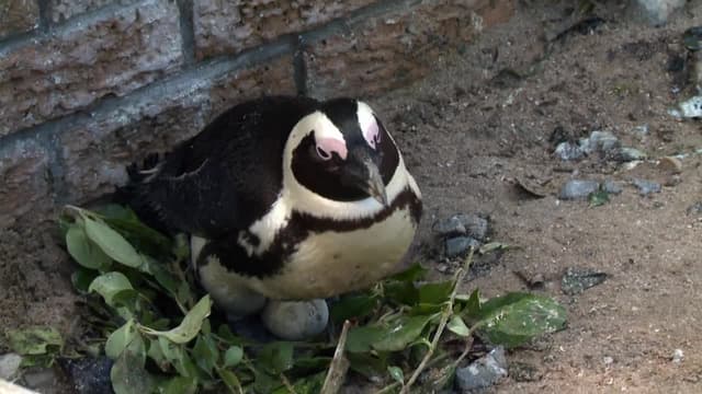 S01:E02 - A Royal Penguin