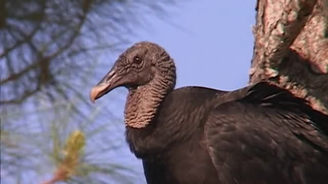 S01:E03 - Shockers: Ugliest Animals on Earth