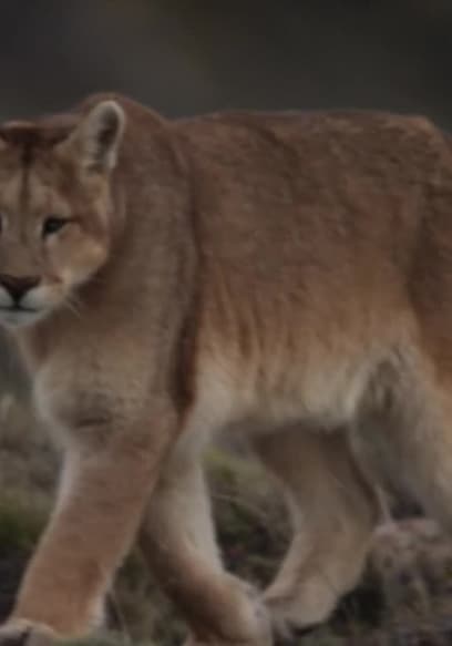 S01:E03 - Las vidas secretas de los pumas poster