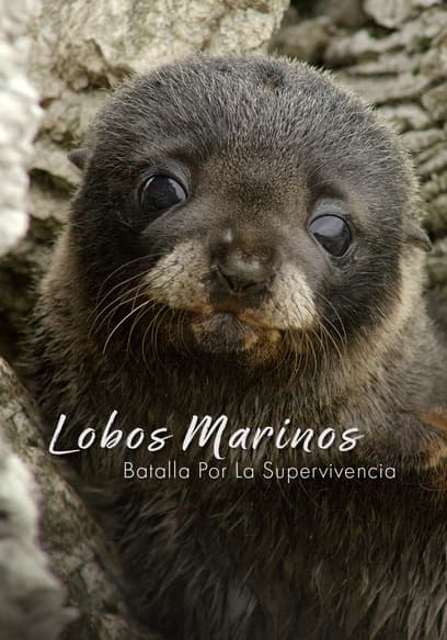 Lobos Marinos: Batalla Por La Supervivencia