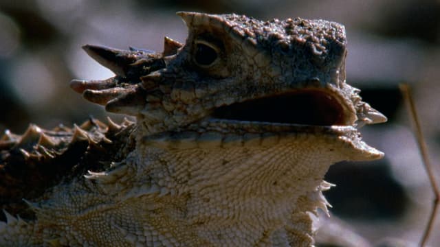 T01:C08 - S01:E08 - Reptiles