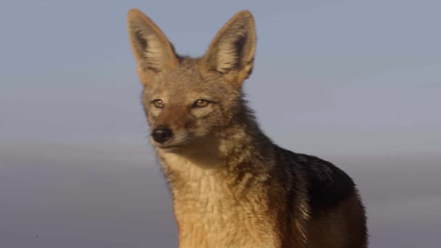 S01:E05 - Focas Versus Hienas