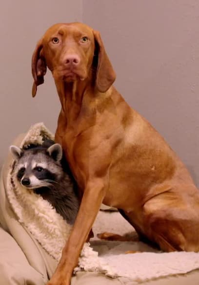 S01:E10 - Brothers in Snouts poster