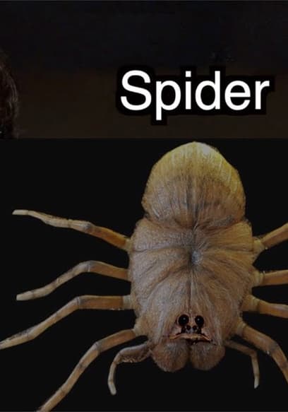 S02:E08 - Peculiar Pets poster
