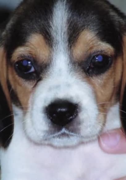 S02:E13 - Boogie-Boarding Beagle poster