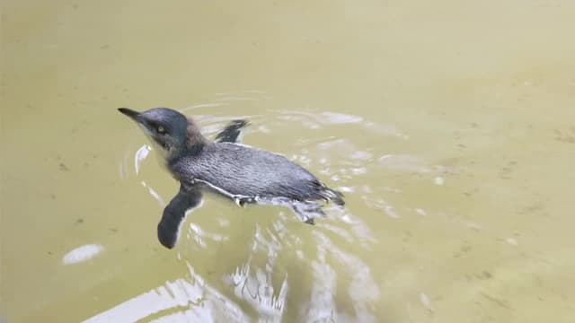 S01:E05 - A Star Is Born