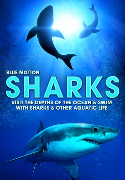 Sharks: Visit the Depths of the Ocean & Swim With Sharks & Other Aquatic Life