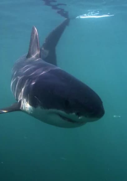 S01:E03 - Sharks poster