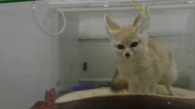 S05:E08 - Tiny Fox, Big Heart