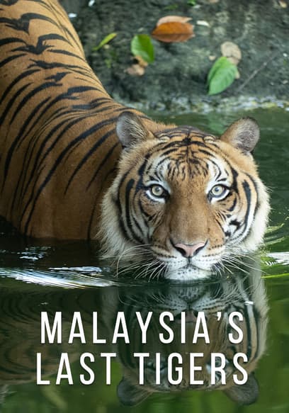 Malaysia’s Last Tigers