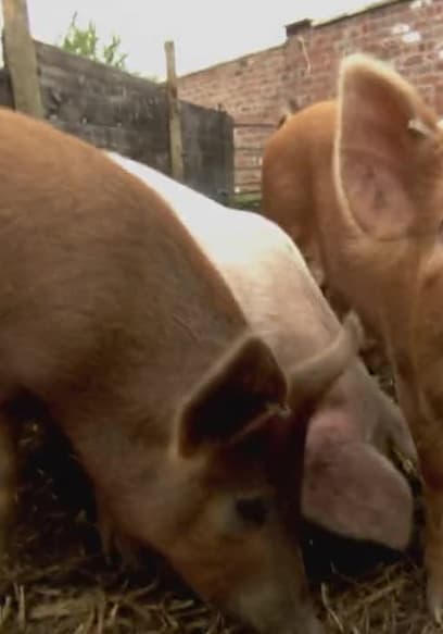 S01:E02 - Marigold Racing Pig poster